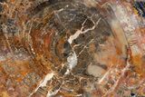 Polished Rainbow Petrified Wood Table - Arizona #352263-4